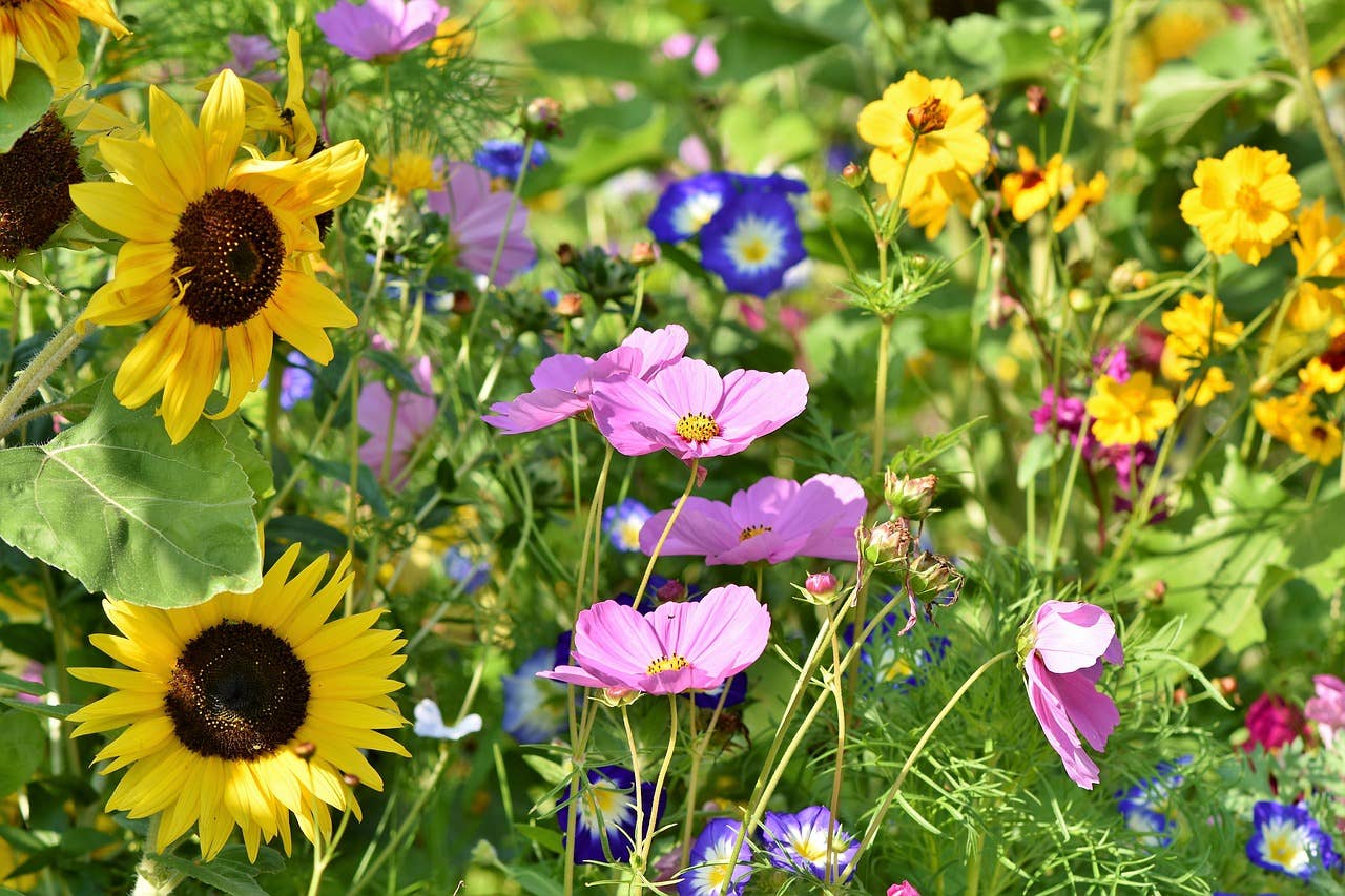 Wildflower Seeds 'Midwest Mix'