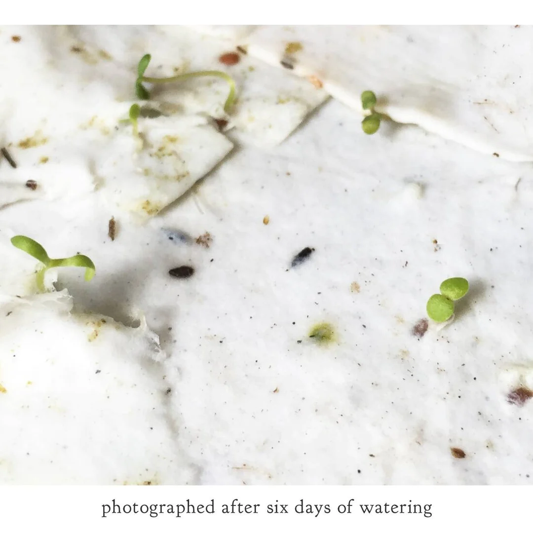 Trillium Compass Plantable Wildflower Seed Card